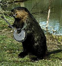Banjo Beaver