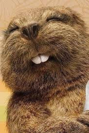 Happy Beaver