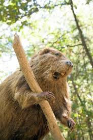 Badass Beaver