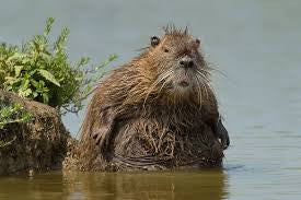Dam, He Fat.