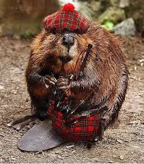 Bagpipe Beaver