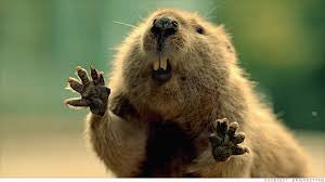 The "Let me tell you a story" Beaver